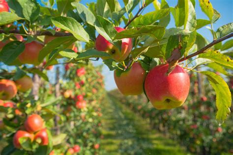 Rensselaer County apple orchard permanently closes